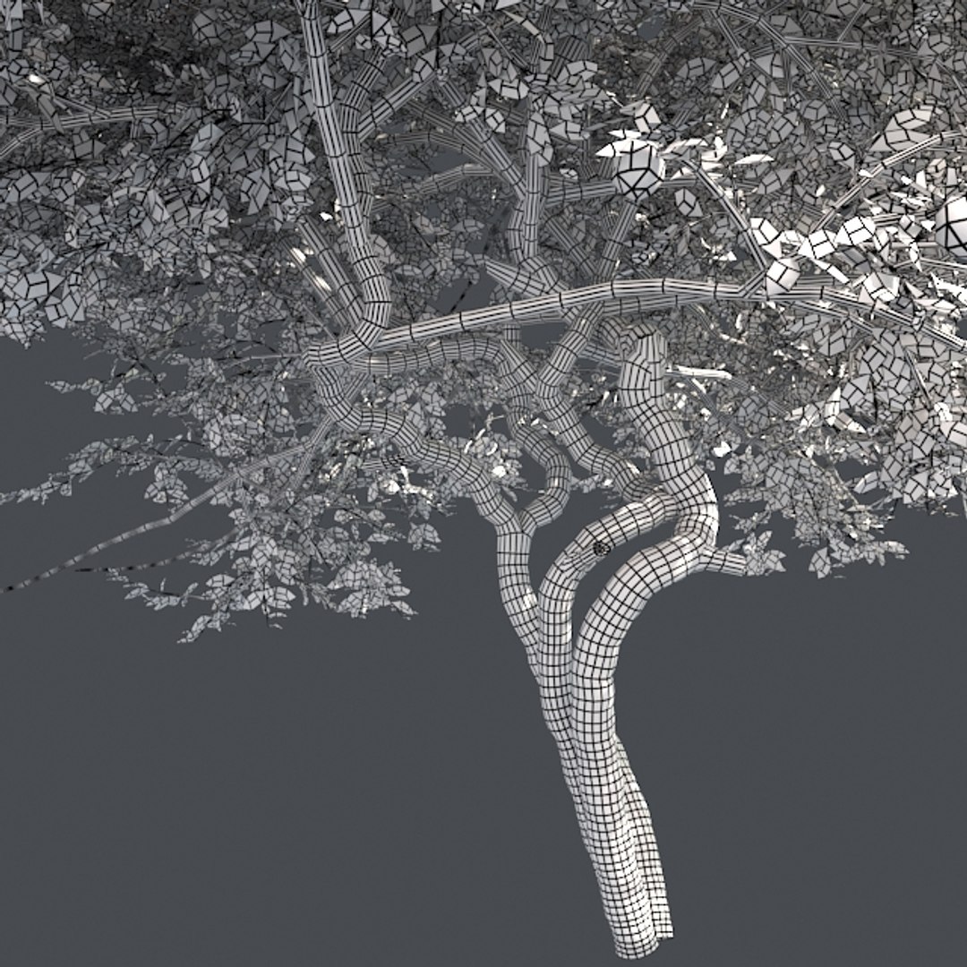 tree 002 32 model https://p.turbosquid.com/ts-thumb/3F/vfasE7/KhNFVRNd/005/jpg/1607258178/1920x1080/fit_q87/b8e3d76ef46fa2da4484d258a0758b064f45d782/005.jpg