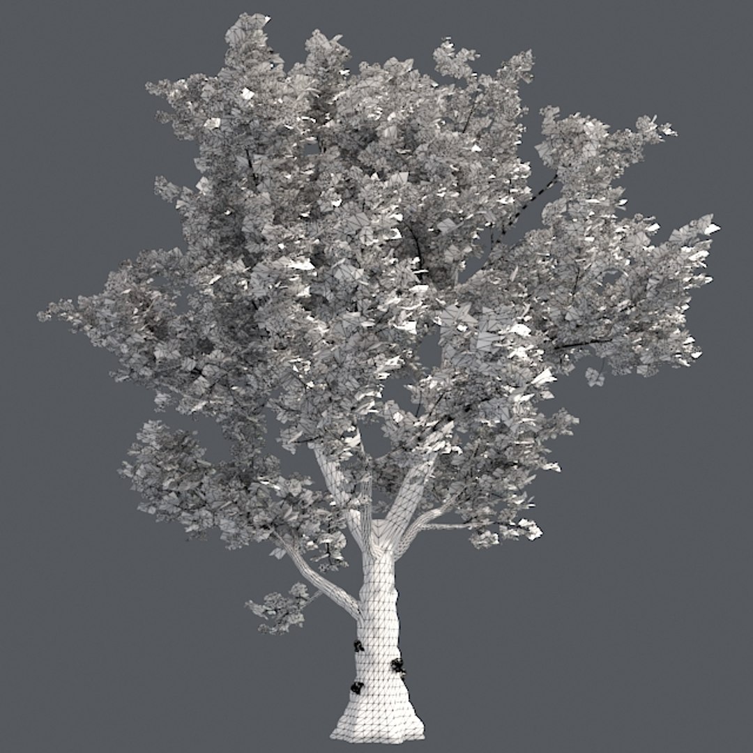 tree 002 32 model https://p.turbosquid.com/ts-thumb/3F/vfasE7/LuOB38Fn/005/jpg/1607258273/1920x1080/fit_q87/a283091f600f7a5424a70f0ab98fdd62271b4b43/005.jpg