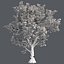 Tree Collection Vol 002 32 Tree