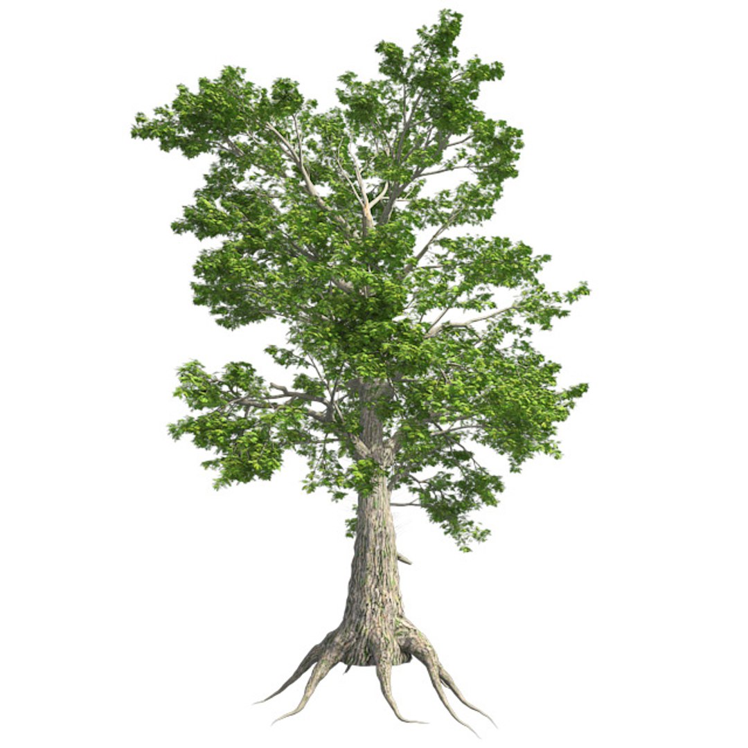 tree 002 32 model https://p.turbosquid.com/ts-thumb/3F/vfasE7/MVleIURg/001/jpg/1607258698/1920x1080/fit_q87/b4c86d9c9321fdcb8d5c9a4cb726ac4ebbd077f7/001.jpg