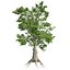 Tree Collection Vol 002 32 Tree