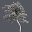 Tree Collection Vol 002 32 Tree