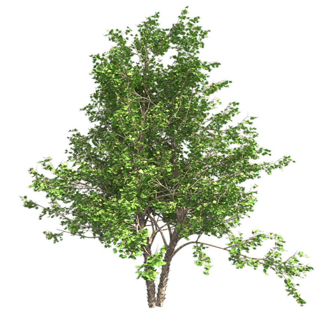 tree 002 32 model https://p.turbosquid.com/ts-thumb/3F/vfasE7/OLvdltm6/001/jpg/1607258677/1920x1080/fit_q87/d1600a2d8e2c22001479485c4002354d9a5e5f4f/001.jpg