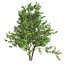 Tree Collection Vol 002 32 Tree
