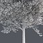Tree Collection Vol 002 32 Tree