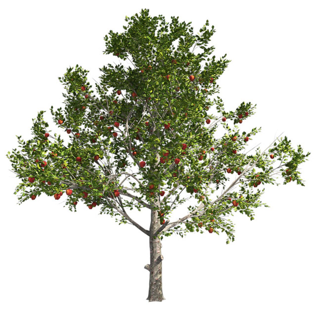 tree 002 32 model https://p.turbosquid.com/ts-thumb/3F/vfasE7/QM6VsqeQ/001/jpg/1607258485/1920x1080/fit_q87/183c5259cc8fce020e3a1485e89a55907ec96f88/001.jpg