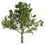 Tree Collection Vol 002 32 Tree