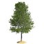 Tree Collection Vol 002 32 Tree