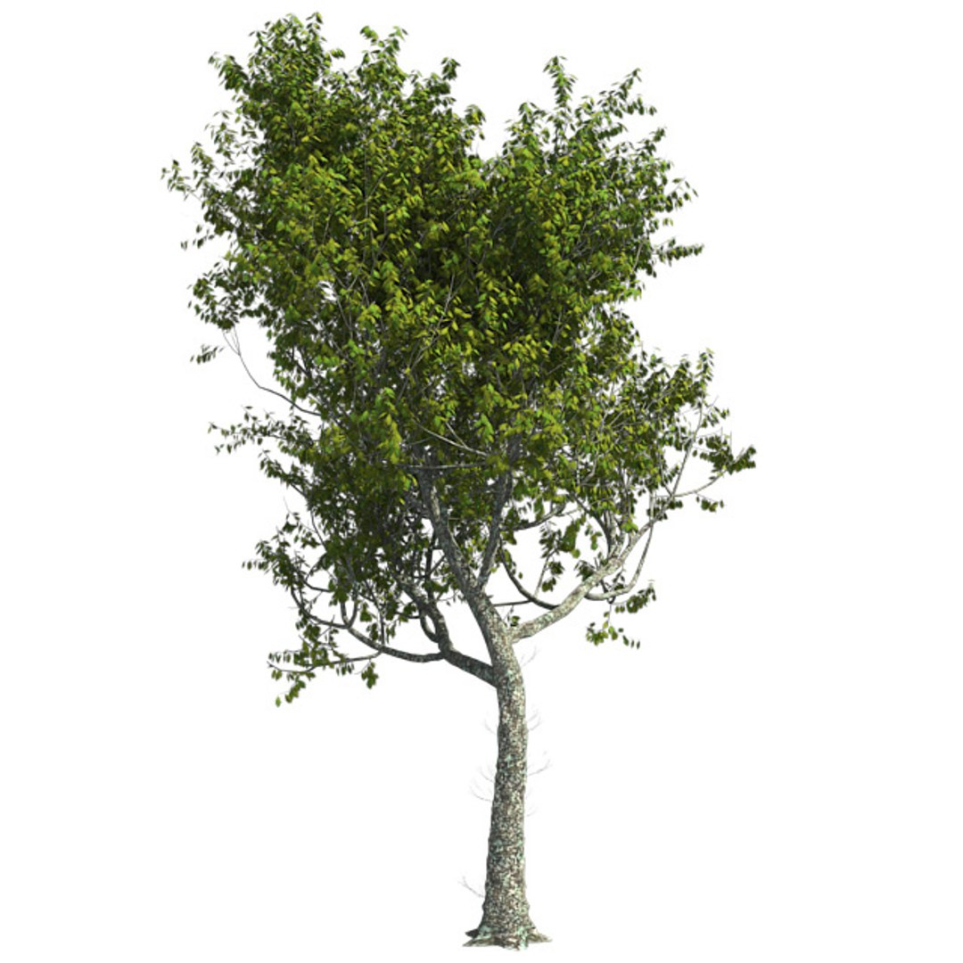 tree 002 32 model https://p.turbosquid.com/ts-thumb/3F/vfasE7/THEWPoM5/001/jpg/1607258623/1920x1080/fit_q87/7a71f4ae422676d9cbf91bbaa9e991404d431e85/001.jpg
