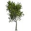 Tree Collection Vol 002 32 Tree