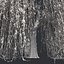 Tree Collection Vol 002 32 Tree