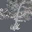 Tree Collection Vol 002 32 Tree