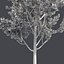 Tree Collection Vol 002 32 Tree