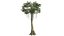 Tree Collection Vol 002 32 Tree