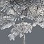 Tree Collection Vol 002 32 Tree