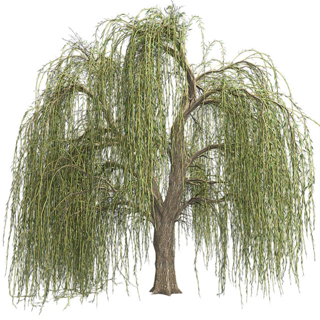 tree 002 32 model https://p.turbosquid.com/ts-thumb/3F/vfasE7/d0rm2M3S/001/jpg/1607258830/1920x1080/fit_q87/ae2ae6bbb525a3baadaf8cfe2d270d6082080e22/001.jpg
