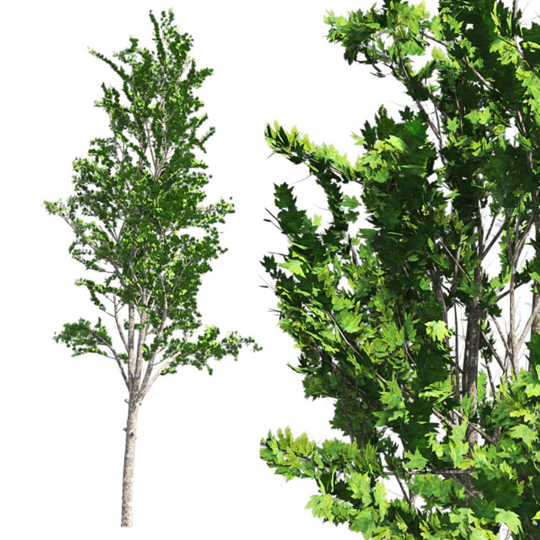 tree 002 32 model https://p.turbosquid.com/ts-thumb/3F/vfasE7/eB5WKG24/001/jpg/1607258338/1920x1080/fit_q87/f82a776cec4b21da21c0d6743303e21a5d5eeccb/001.jpg