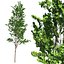Tree Collection Vol 002 32 Tree
