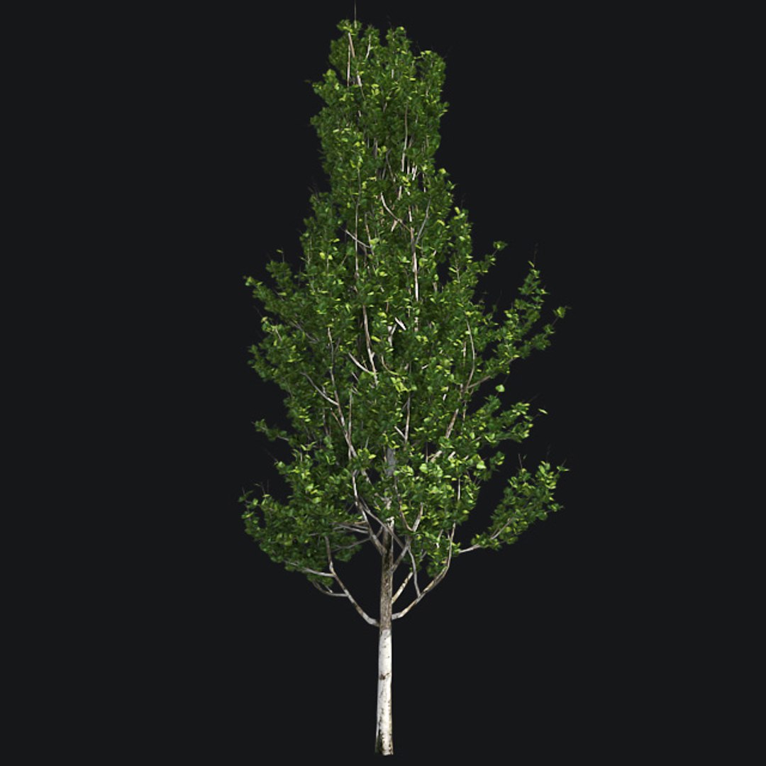 tree 002 32 model https://p.turbosquid.com/ts-thumb/3F/vfasE7/eDWtWwWV/001/jpg/1607258128/1920x1080/fit_q87/71d9c328828de5c03e074329168747473f41faa9/001.jpg