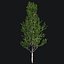 Tree Collection Vol 002 32 Tree