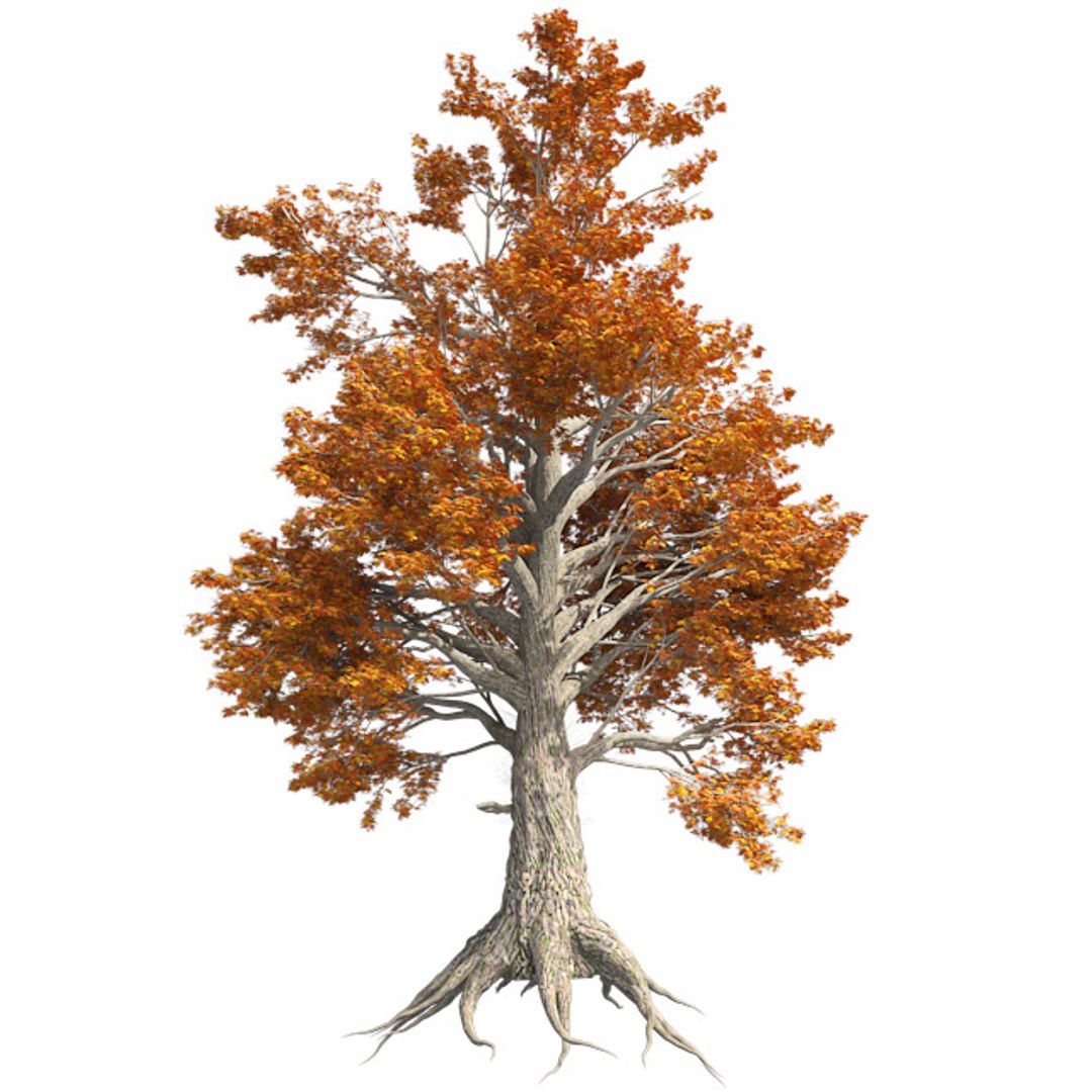 tree 002 32 model https://p.turbosquid.com/ts-thumb/3F/vfasE7/fqt3wCbw/000/jpg/1607258724/1920x1080/fit_q87/0263139f64779e706be0cd998e65c1d18fd77cbf/000.jpg
