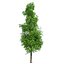 Tree Collection Vol 002 32 Tree