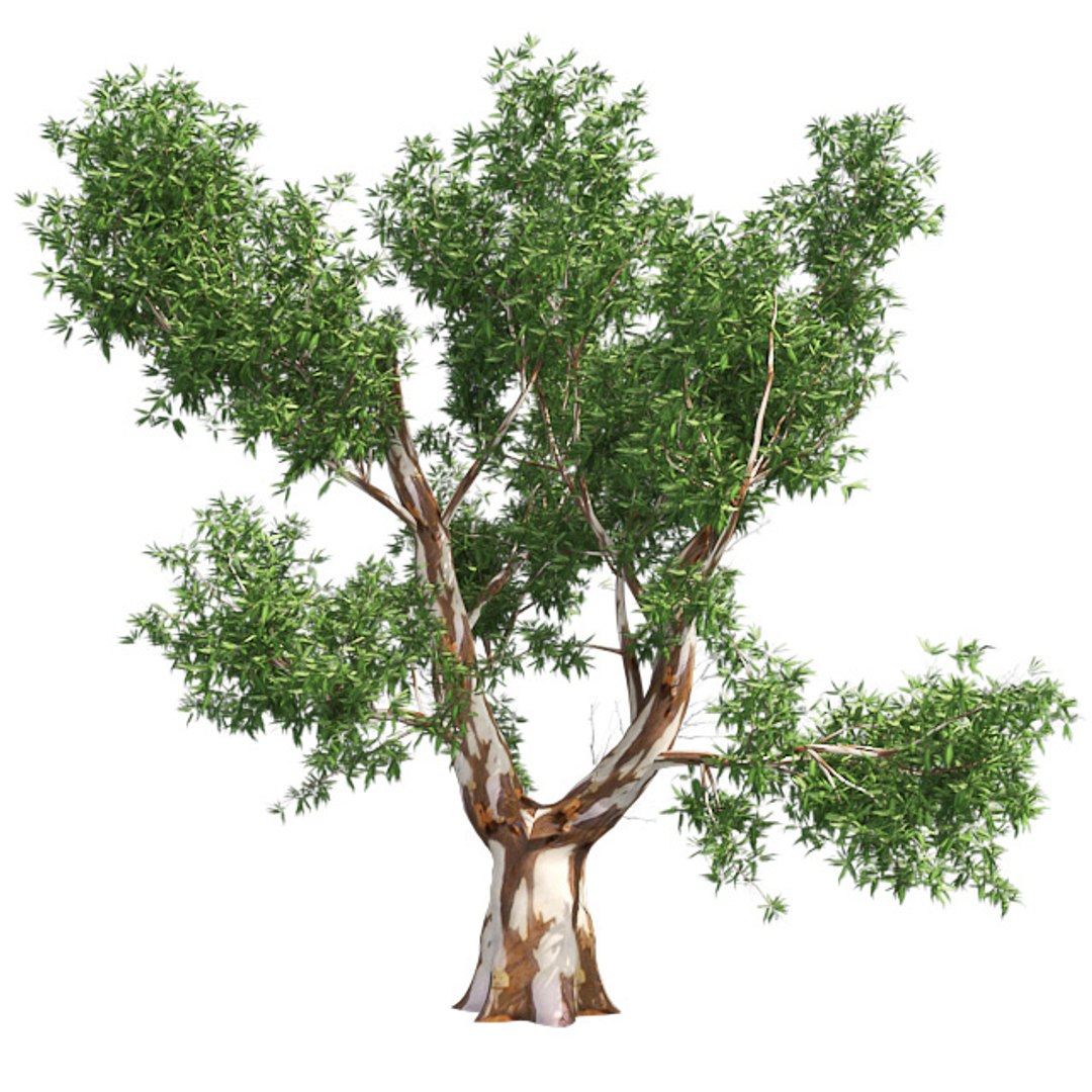 tree 002 32 model https://p.turbosquid.com/ts-thumb/3F/vfasE7/h4aCBwt0/001/jpg/1607258526/1920x1080/fit_q87/d626c74ffc4116263dc28ade4e92fc38ce475055/001.jpg