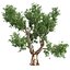 Tree Collection Vol 002 32 Tree
