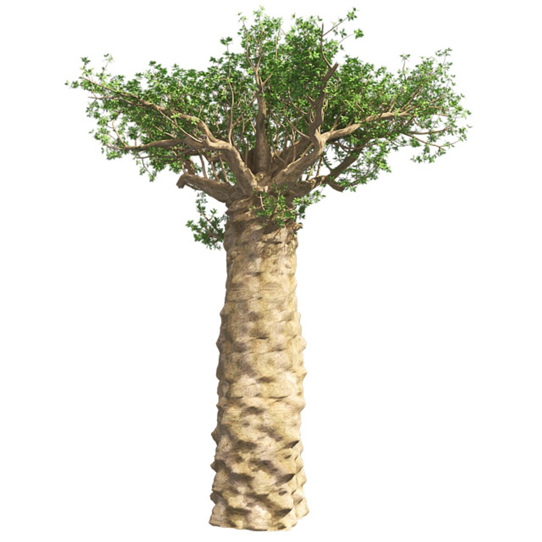 tree 002 32 model https://p.turbosquid.com/ts-thumb/3F/vfasE7/hGORpxQF/001/jpg/1607258286/1920x1080/fit_q87/78ac2521e4b0719d223d9789b5d705076dfe96f3/001.jpg