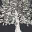 Tree Collection Vol 002 32 Tree
