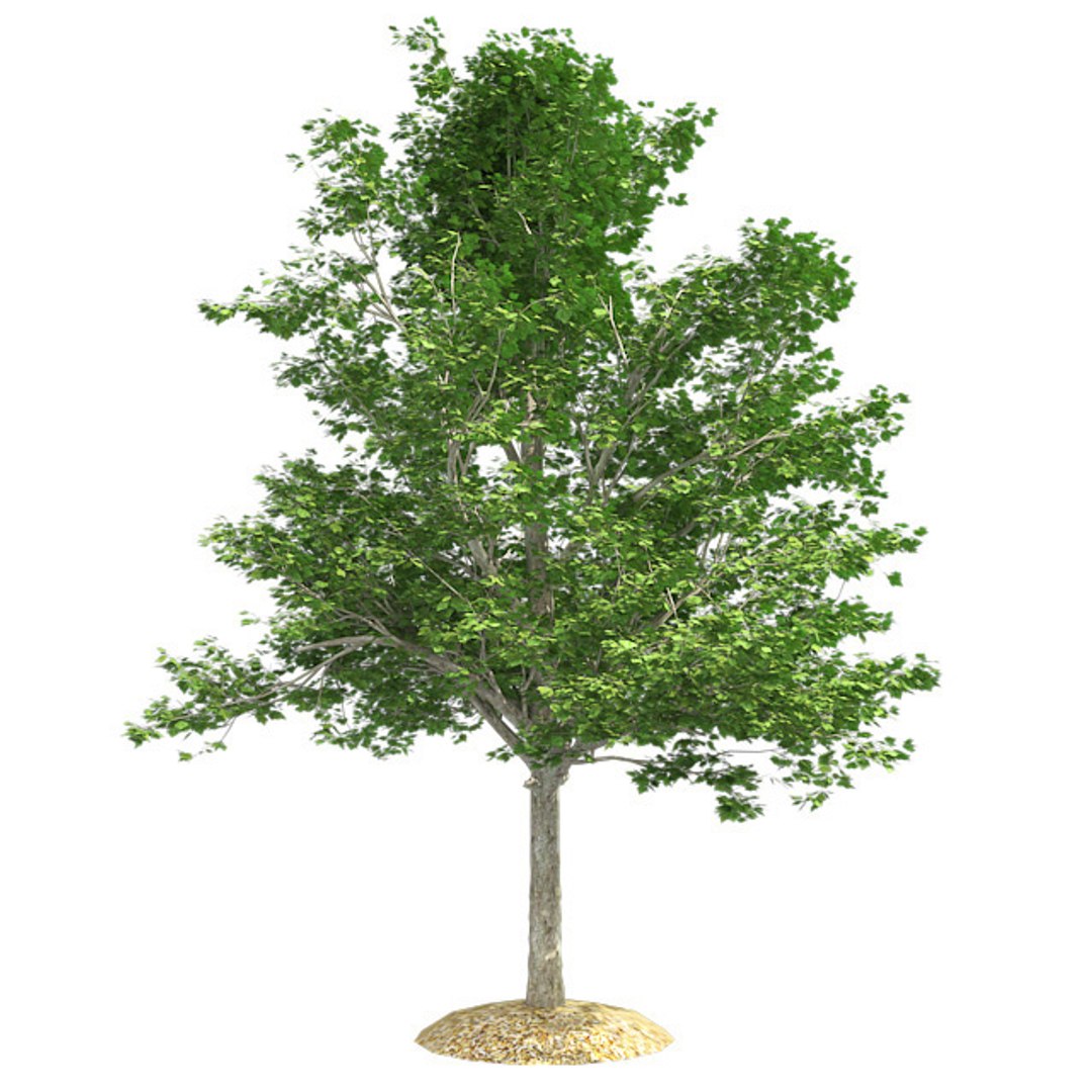 tree 002 32 model https://p.turbosquid.com/ts-thumb/3F/vfasE7/ksvRCUmk/001corona/jpg/1607258575/1920x1080/fit_q87/1072e6bb06f4a0792766d1f81f6d1cab4cff8409/001corona.jpg