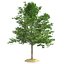Tree Collection Vol 002 32 Tree