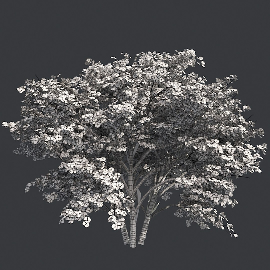 tree 002 32 model https://p.turbosquid.com/ts-thumb/3F/vfasE7/l16TacID/005/jpg/1607258196/1920x1080/fit_q87/2ea2d5d17377564225cebc000db09a3842a9a030/005.jpg