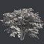Tree Collection Vol 002 32 Tree