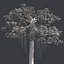 Tree Collection Vol 002 32 Tree