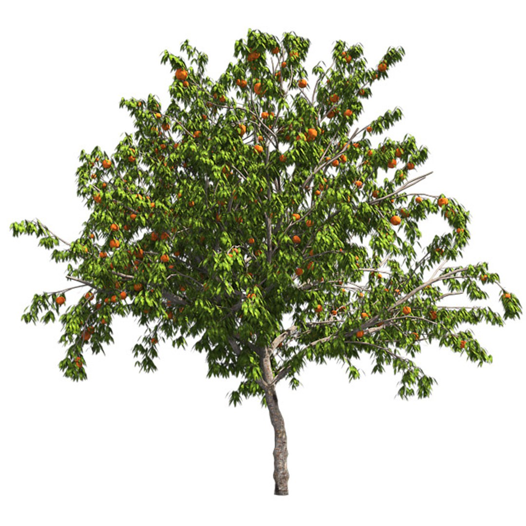 tree 002 32 model https://p.turbosquid.com/ts-thumb/3F/vfasE7/ntMDaWFe/001/jpg/1607258382/1920x1080/fit_q87/8127d09dca1abab92ccb579cecbbcc99db58a978/001.jpg