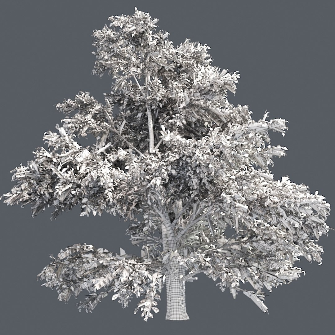 tree 002 32 model https://p.turbosquid.com/ts-thumb/3F/vfasE7/qibDQVTl/005/jpg/1607258214/1920x1080/fit_q87/2983687344db303bca8dec25709357ac7c5fe081/005.jpg