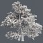 Tree Collection Vol 002 32 Tree