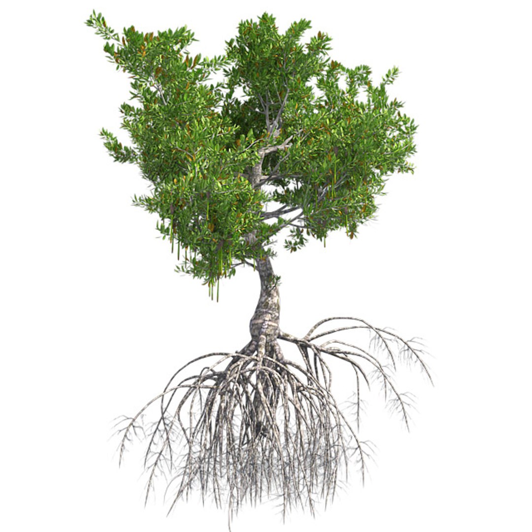 tree 002 32 model https://p.turbosquid.com/ts-thumb/3F/vfasE7/rSCIXVQV/001/jpg/1607258547/1920x1080/fit_q87/07a4b8be795c338f02d1deda58a138ac942a1640/001.jpg