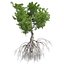 Tree Collection Vol 002 32 Tree