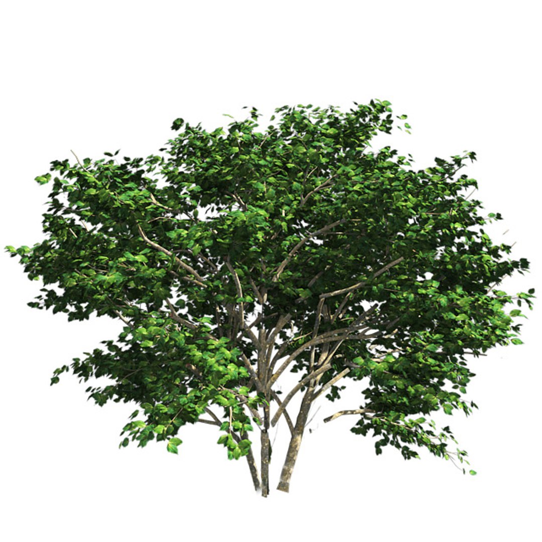 tree 002 32 model https://p.turbosquid.com/ts-thumb/3F/vfasE7/seE3mlPR/001/jpg/1607258089/1920x1080/fit_q87/e7ced737fc90b3de41fe66b059377834f5a70bc0/001.jpg