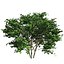 Tree Collection Vol 002 32 Tree