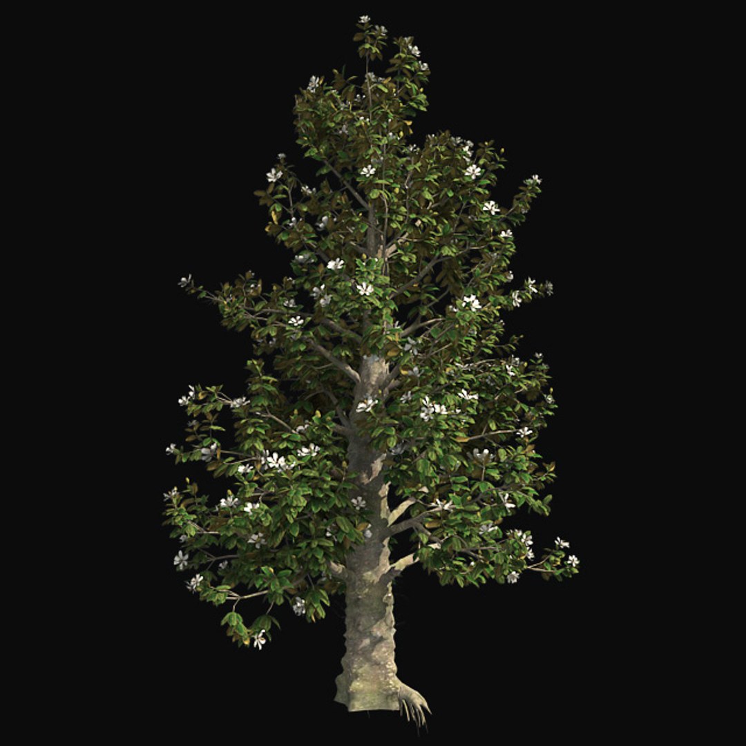 tree 002 32 model https://p.turbosquid.com/ts-thumb/3F/vfasE7/sgEW6m2a/001/jpg/1607258807/1920x1080/fit_q87/1428214e113509590b3841d62309d2e5edcd0668/001.jpg