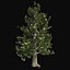 Tree Collection Vol 002 32 Tree