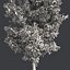 Tree Collection Vol 002 32 Tree