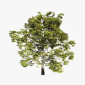 Realistic Plane Tree for Your Scenes 3D model