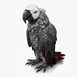 Parrot 7