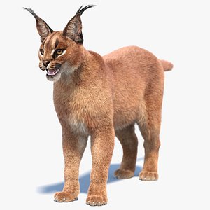 3D model Caracal Fur