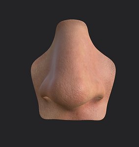 nose anatomy head 3D model