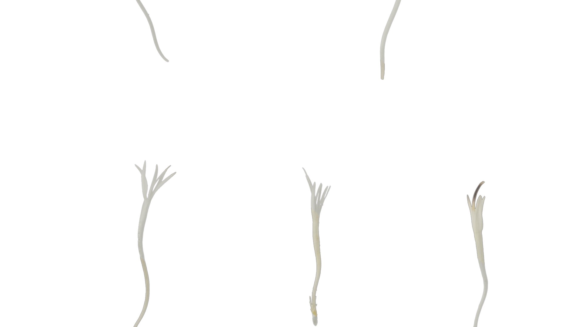 3D Anydrafts Centaurea Americana Flower 02 Textures Model - TurboSquid ...